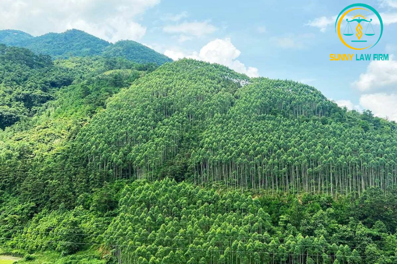 Đất Lâm Nghiệp Có Thời Hạn Bao Lâu? 1 Đất Lâm Nghiệp Có Thời Hạn Bao Lâu?